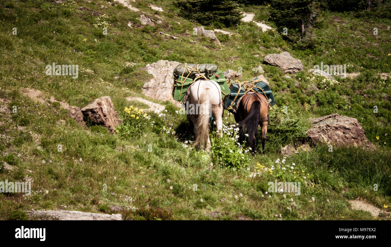 Pack caballos que pastan en un paquete viaje, mostrando sus vagabundos (Columbia Británica, Canadá) Foto de stock