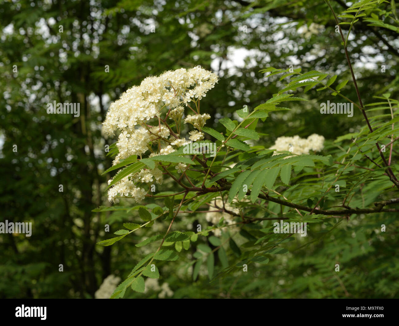 Serbal, Sorbus aucuparia Flores Foto de stock