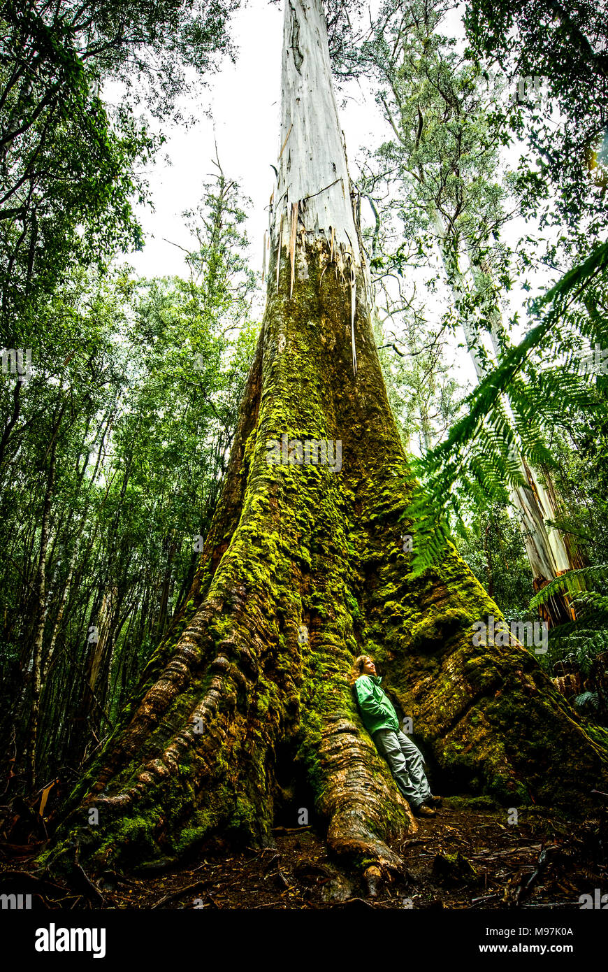 Australien, Tasmanien, Bäume, Baumriesen, Laubbäume, Eucalipto, Pantano de las encías, Parque Nacional Monte Field Foto de stock