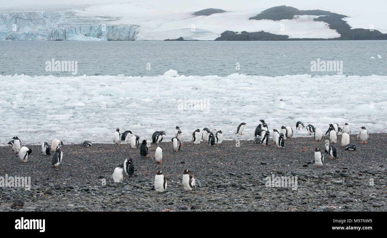 Un pingüinos papúa (Pygoscelis papua) colonia en una costa rocosa en la Antártida Foto de stock