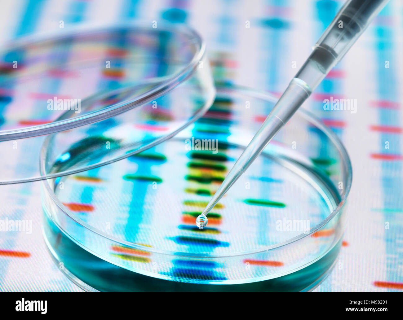 Muestra de ADN siendo pipetted en una placa petri sobre los resultados genéticos Foto de stock