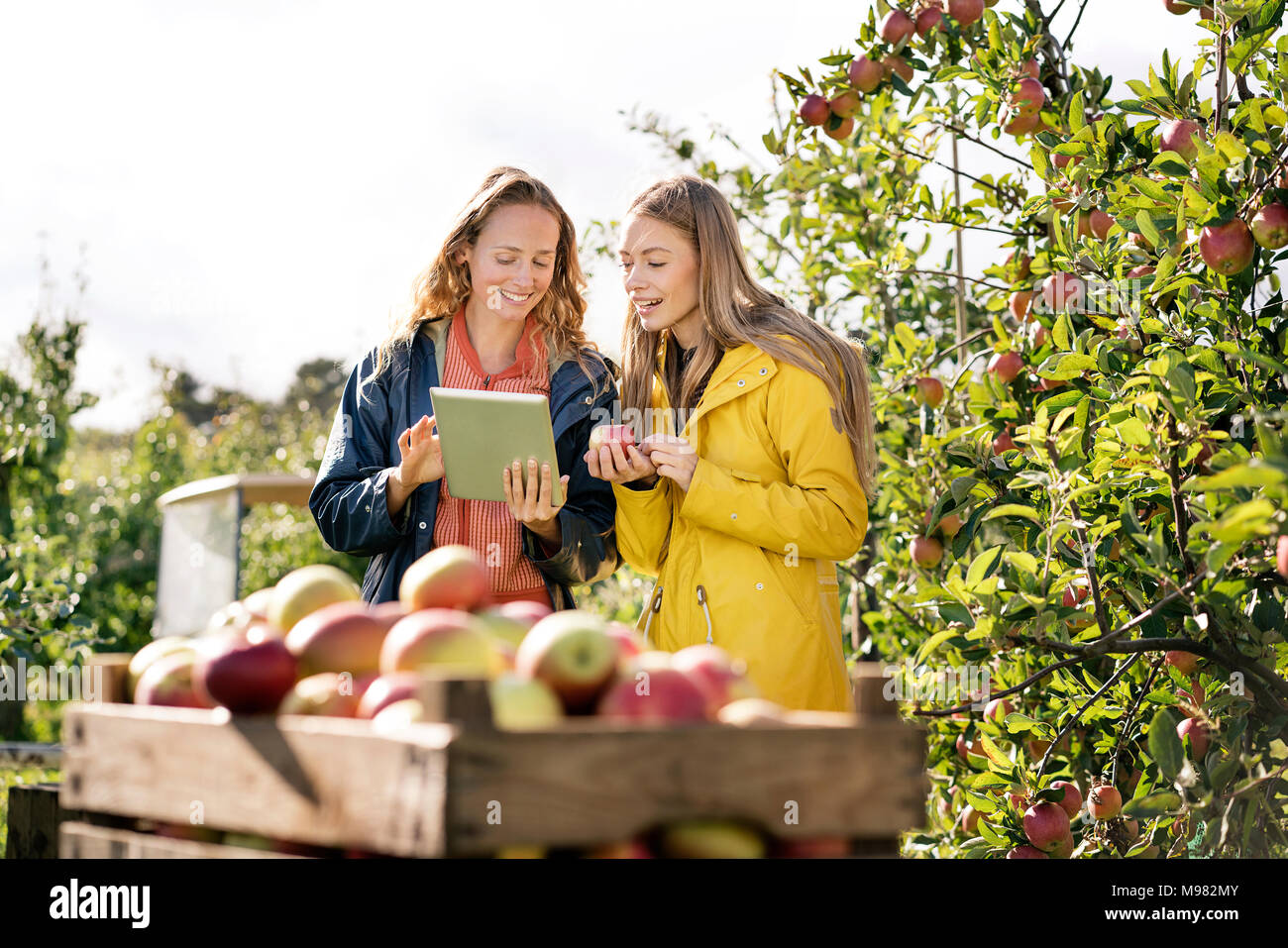 Dos mujeres sonrientes con tablet en Apple Orchard Foto de stock