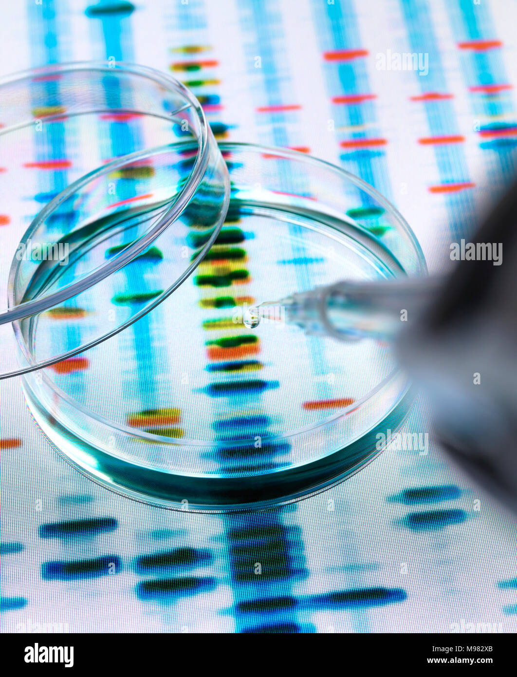 Muestra de ADN siendo pipetted en una placa petri sobre los resultados genéticos Foto de stock