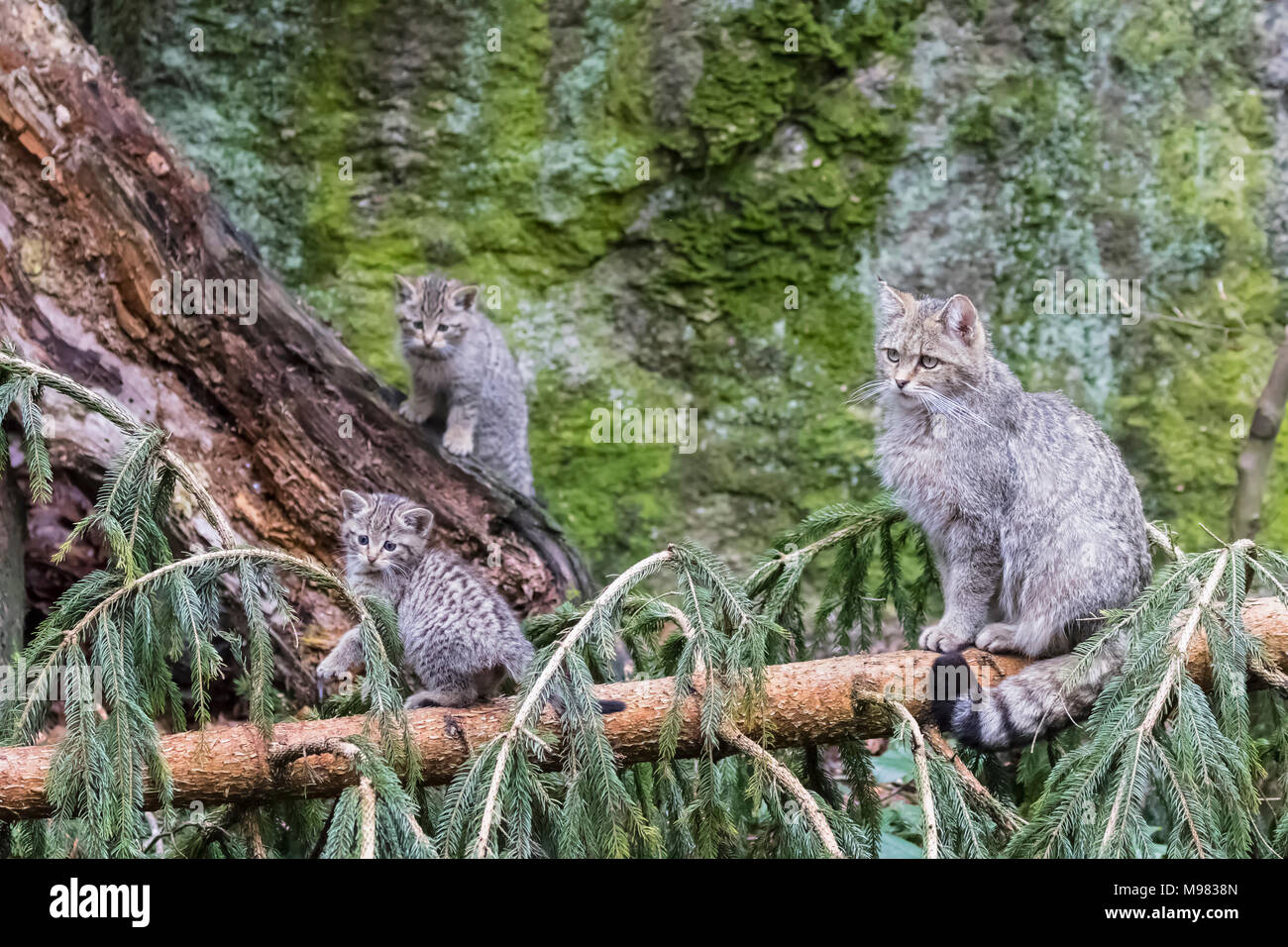 Alemania, el Parque Nacional del Bosque Bávaro, animal Neuschoenau sitio al aire libre, gatos salvajes, Felis silvestris, madre animal con animales jóvenes Foto de stock