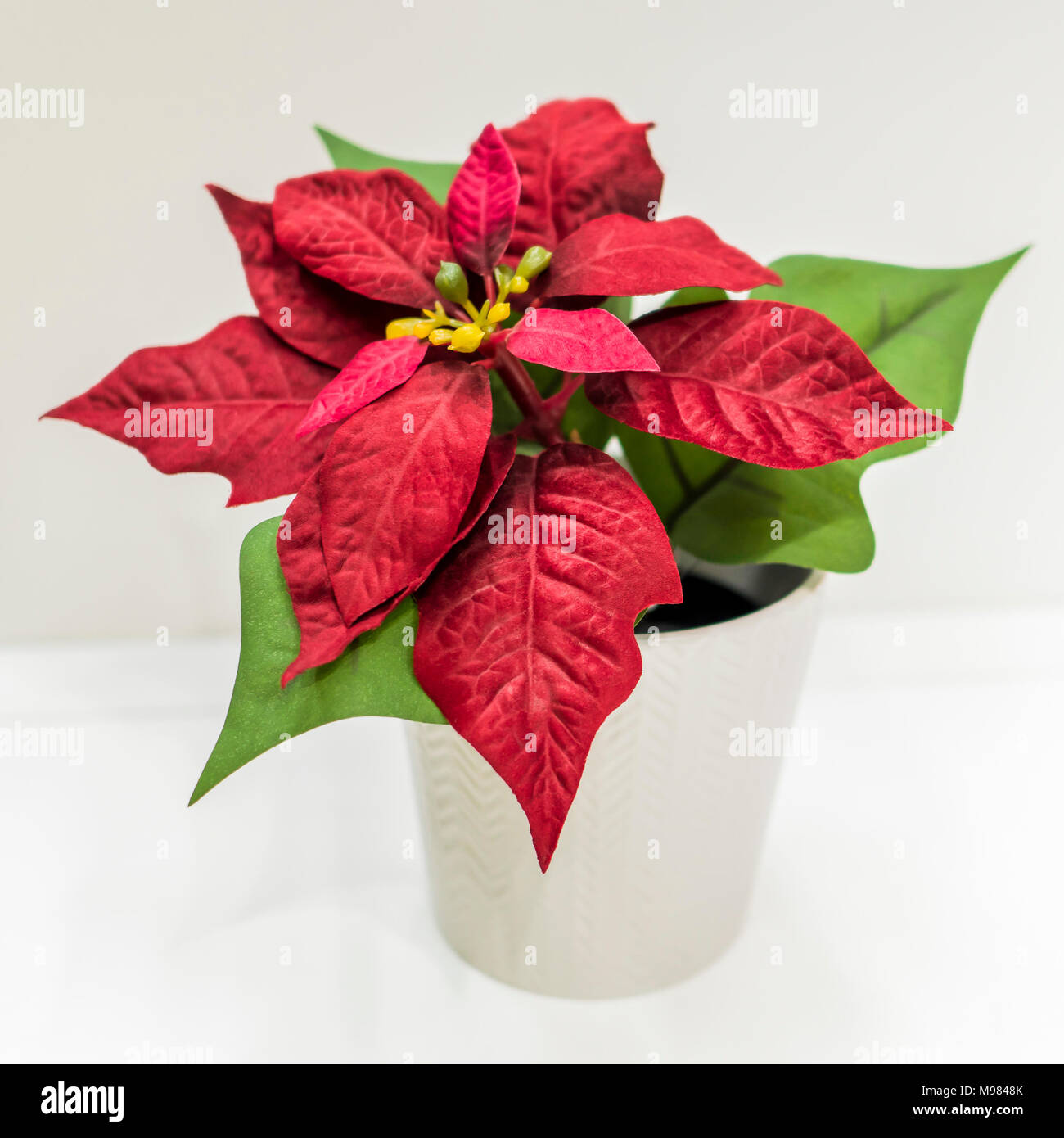 Flor de Nochebuena es una planta de estrella de Navidad para el nuevo año.  Diseño de interiores Fotografía de stock - Alamy