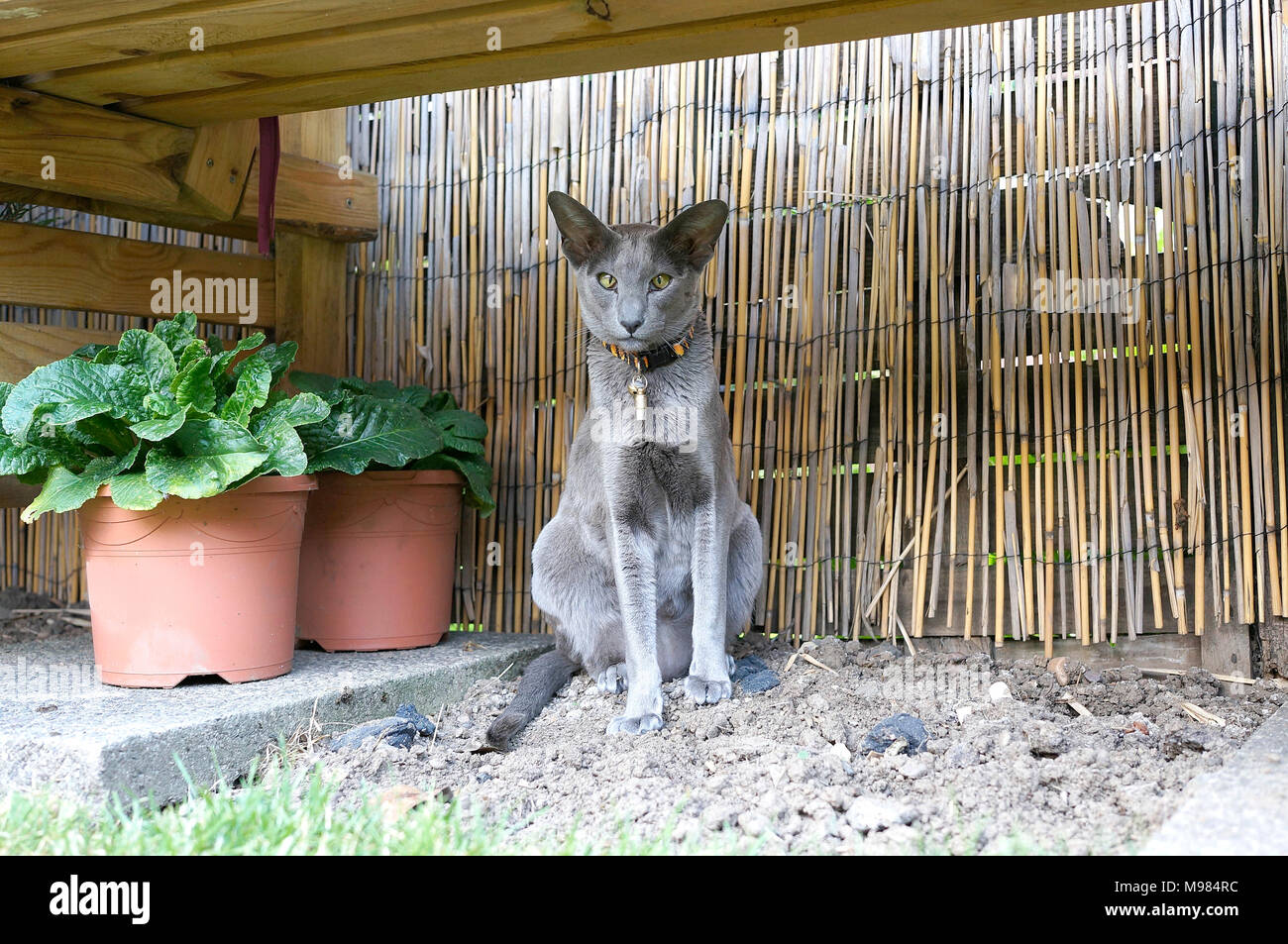 Gris exótico gato mascota Foto de stock