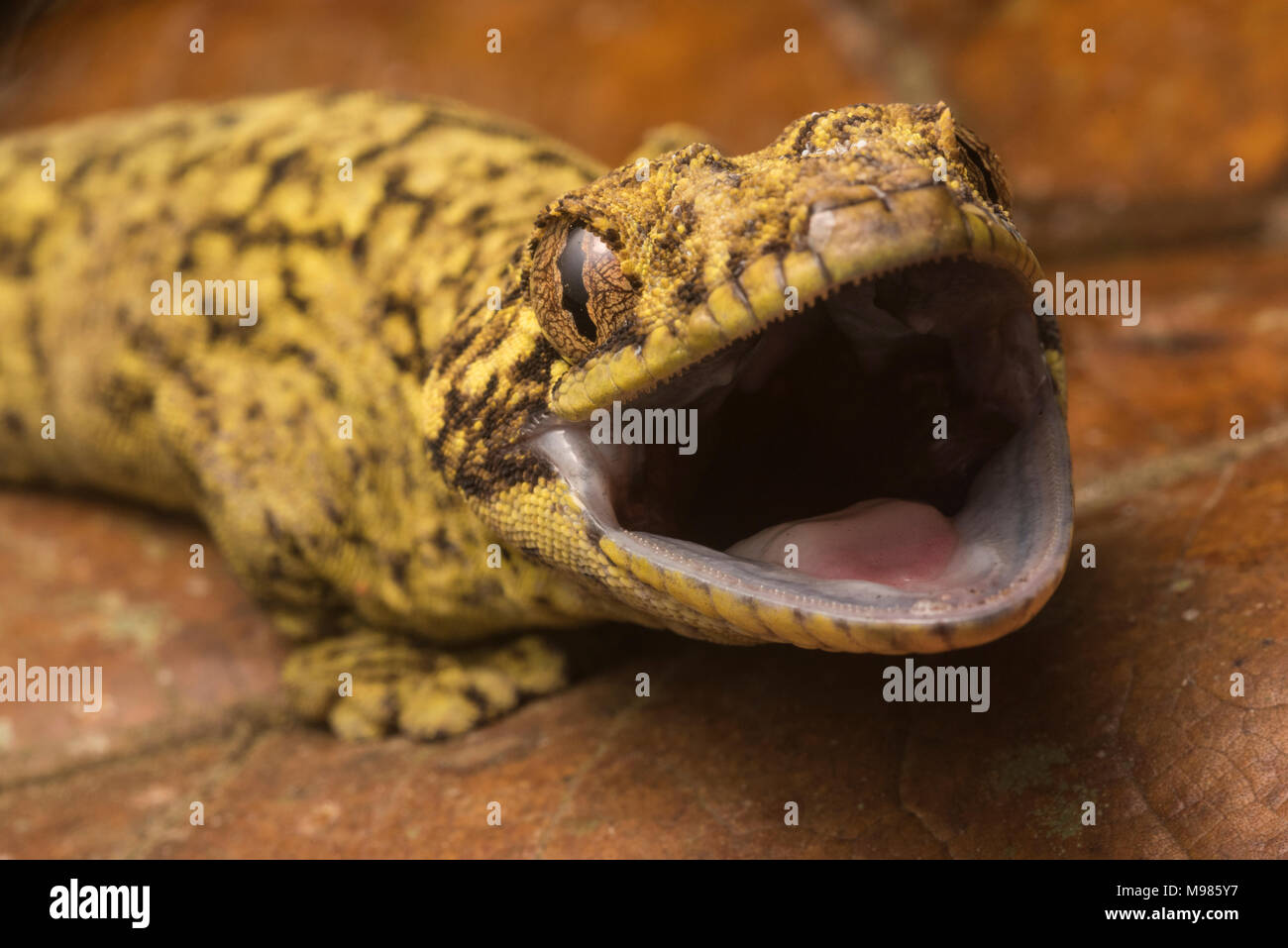 Un enojado Sur de nabo tailed gecko (Thecadactylus solimoensis) de Perú. Foto de stock