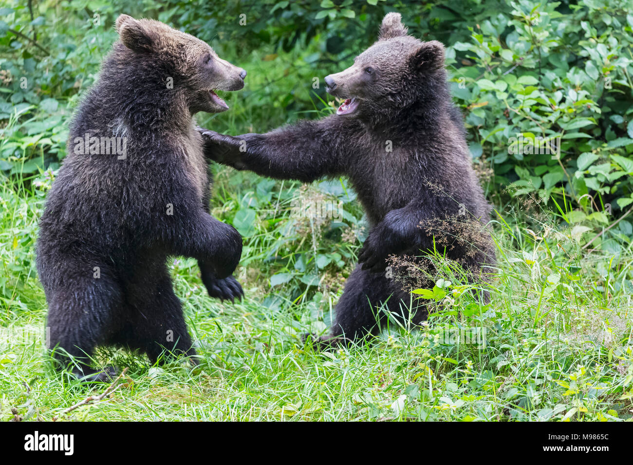 Alemania, el Parque Nacional del Bosque Bávaro, animal Neuschoenau sitio al aire libre, oso pardo, Ursus arctos, animales jóvenes jugando Foto de stock