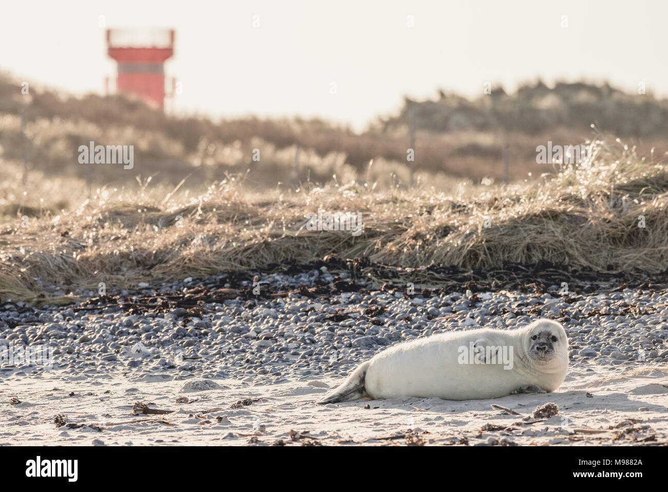 Alemania, la Isla de Helgoland, Duene, junta gris pup acostado en la playa Foto de stock