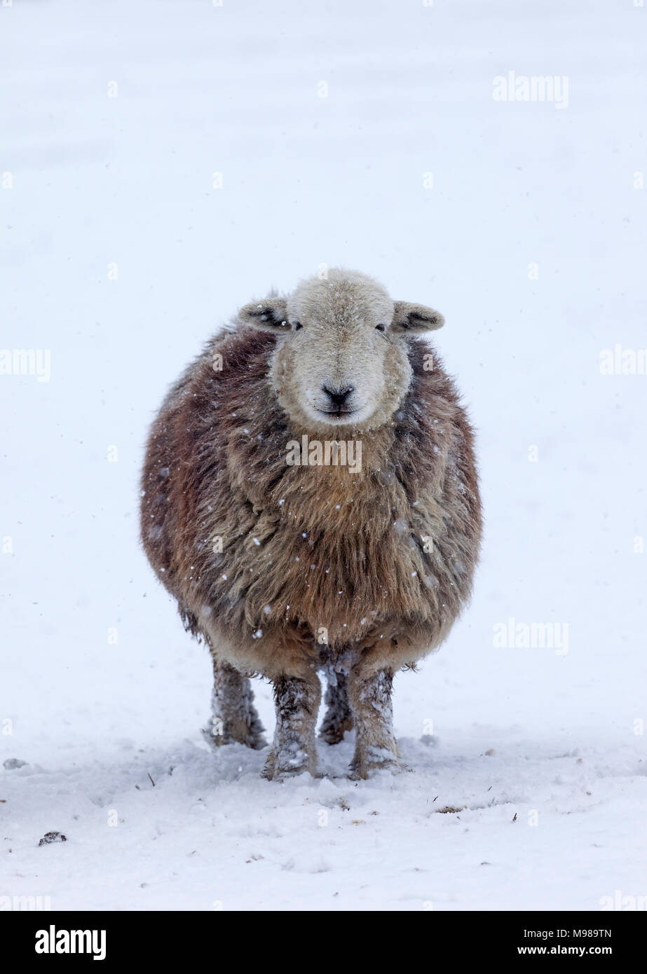 Ovejas Herdwick y caída de nieve, UK Foto de stock