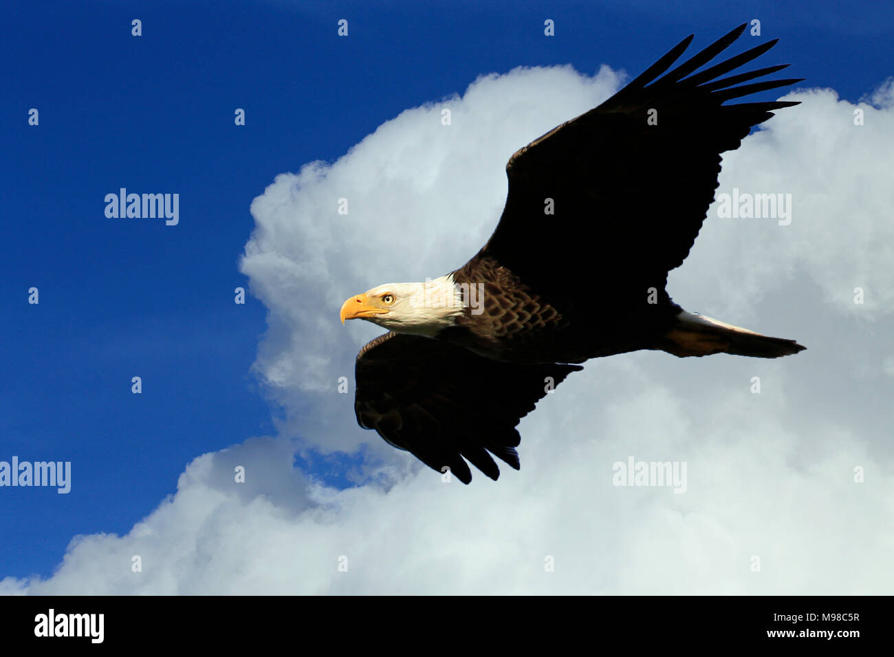 Un águila volando entre las nubes Fotografía de stock - Alamy