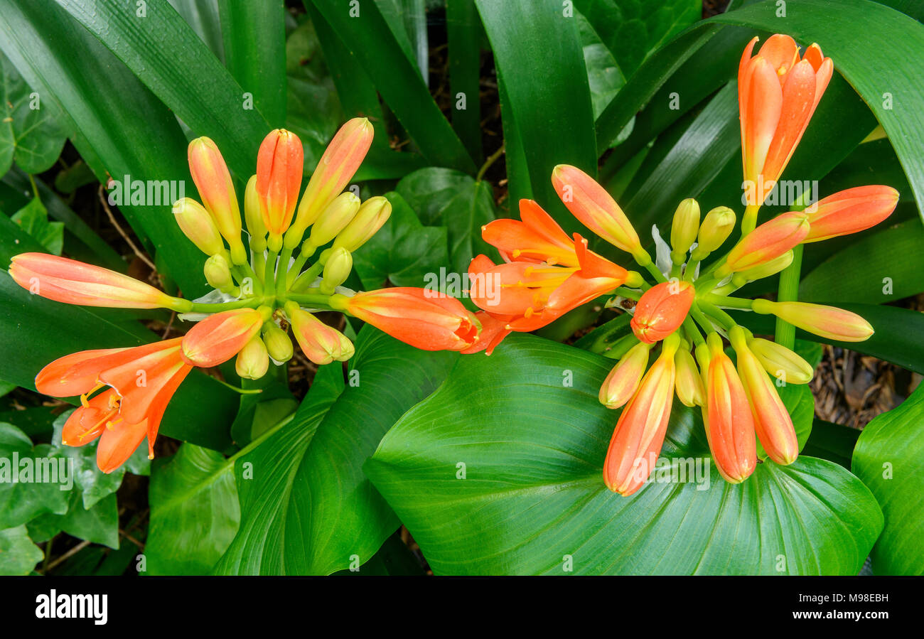 Clivia, Amaryllidaceae, Lily Kaffir, Cypress Garden, Mill Valley, California. Foto de stock