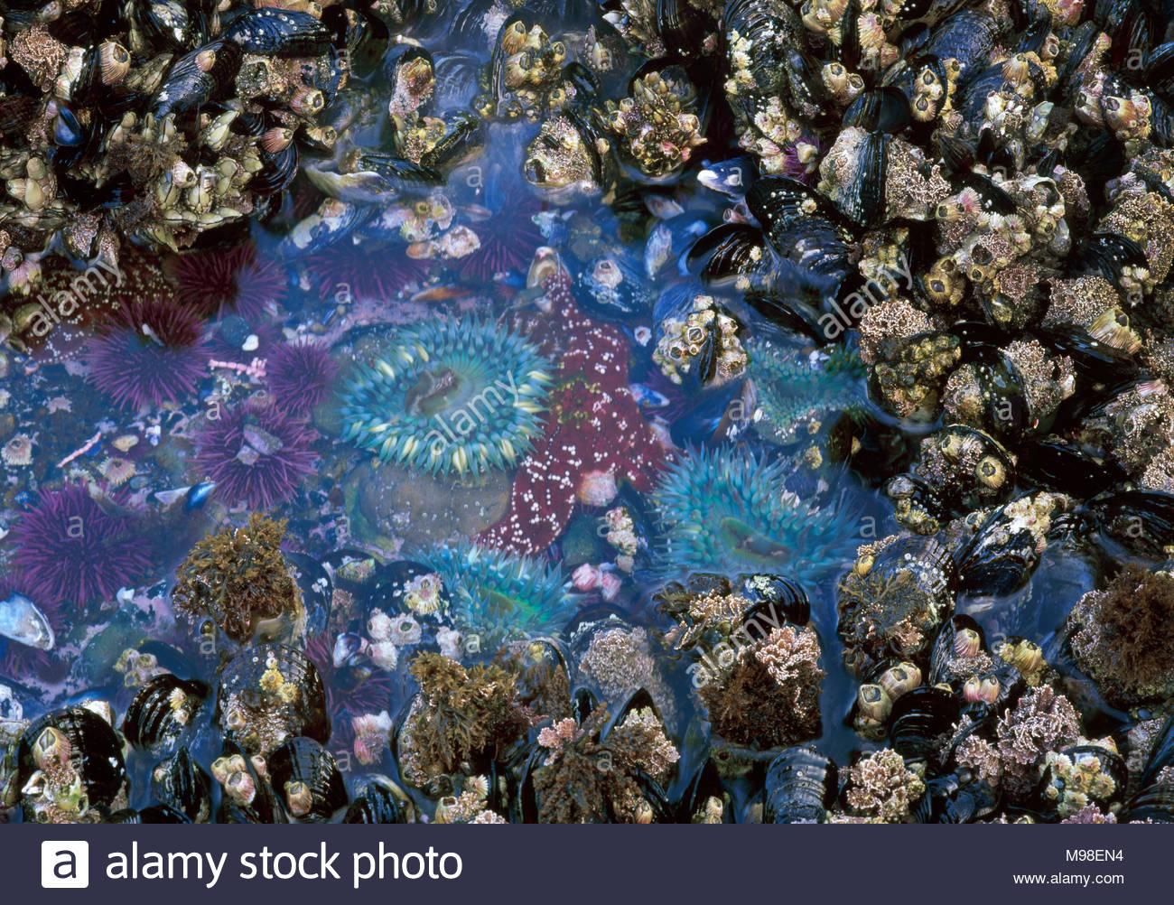 ~ 0603-1037 Copyright George H.H. Huey ~ Piscina de marea con California Bellota mejillones, percebes, erizos de mar, ocre seastar y anémonas de mar. Santa Barb Foto de stock