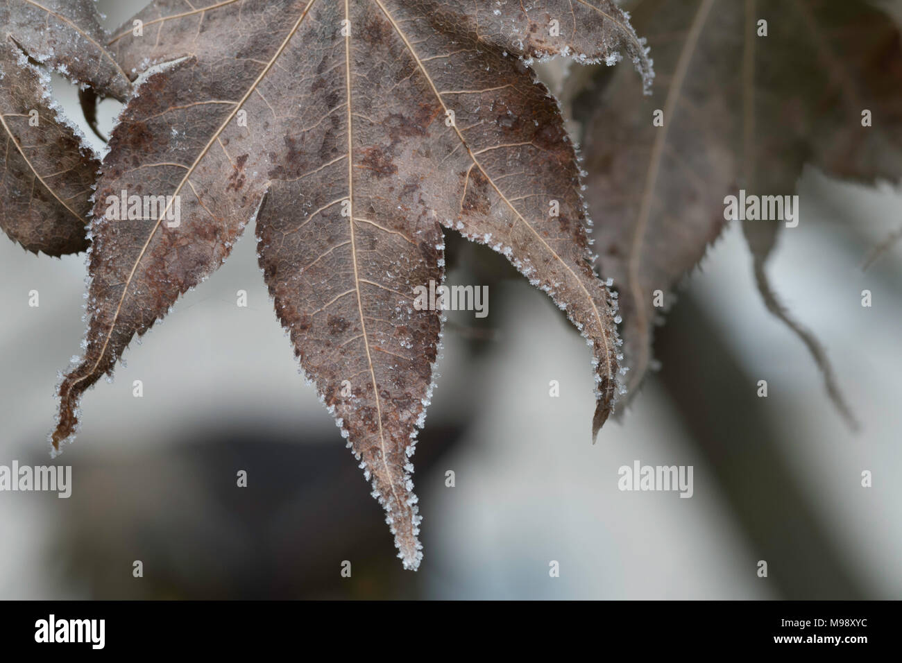 Hoja de arce japonés seco de color marrón con bordes frost cristales
