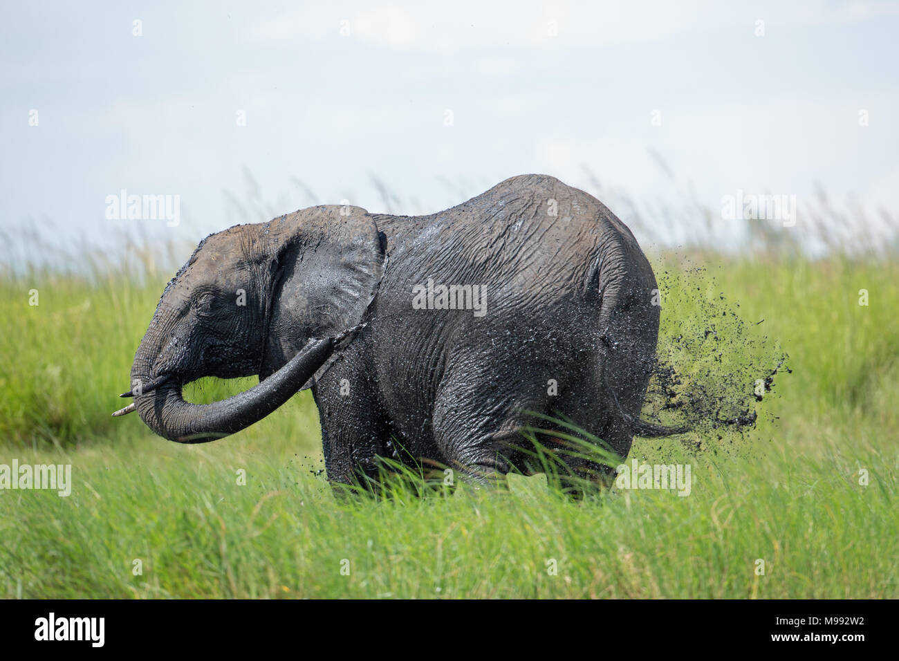 Elefante africano (Loxodonta africana). Utilizando el tronco para arrojar agua turbia sobre el cuerpo dando cierta protección contra el sol del mediodía. Nota el agua húmeda l Foto de stock