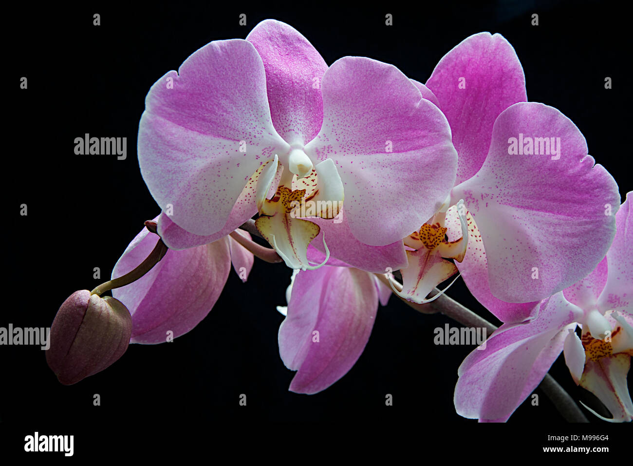 Orquídeas florecen en primavera, fondo negro Foto de stock