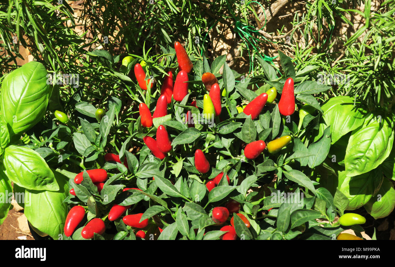 Hacer crecer su propia miniatura pimientos rojos en el patio de su casa Foto de stock