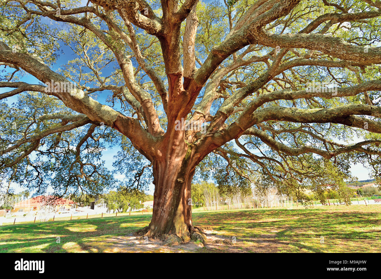 Viejo y enorme Alcornoque (Quercus suber L) Foto de stock