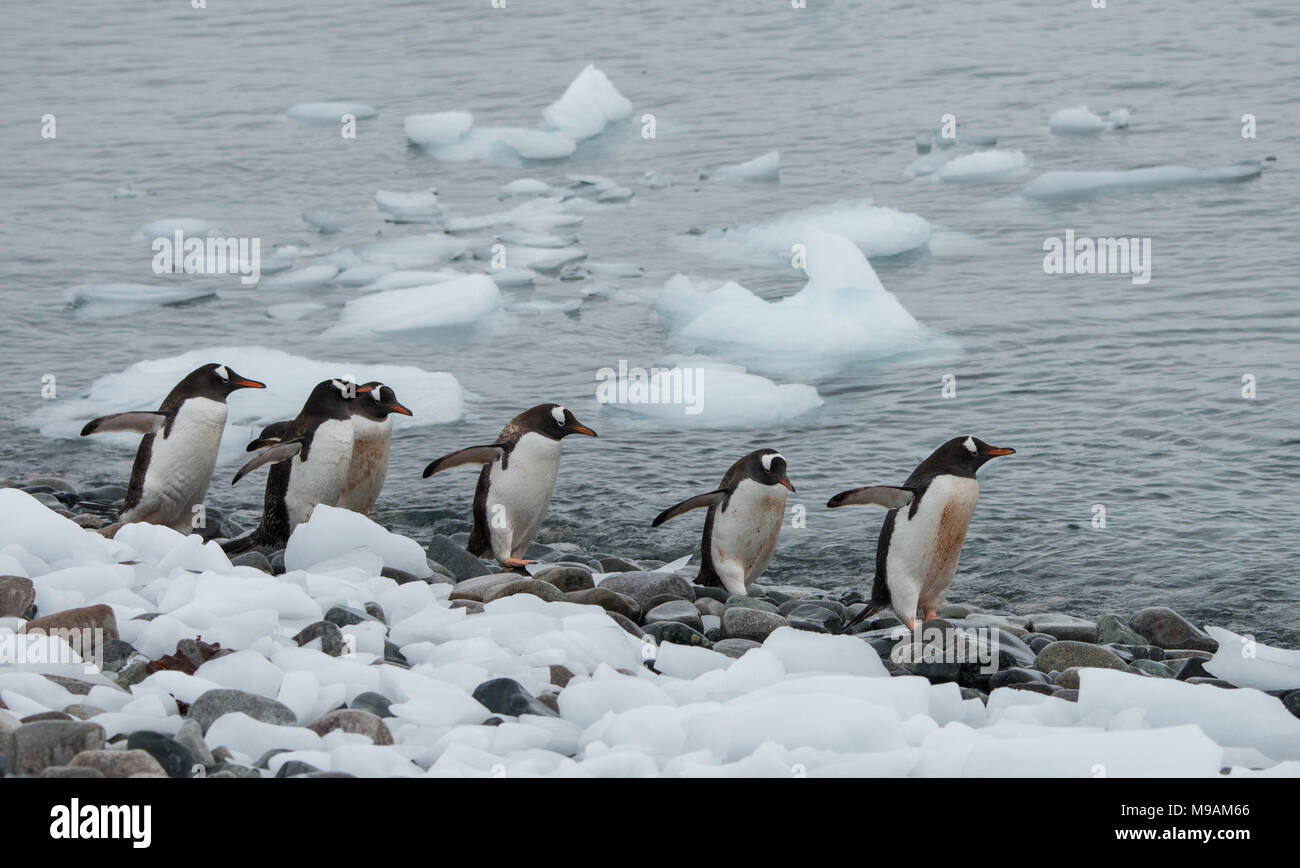 Un pequeño grupo de pingüinos Gentoo caminando a lo largo de la costa de la Antártida Foto de stock