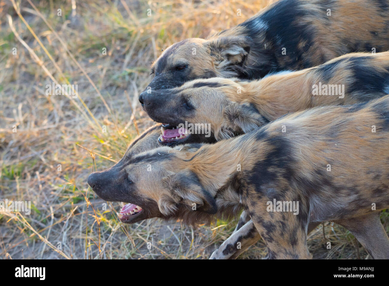 Perros salvajes africanos Foto de stock