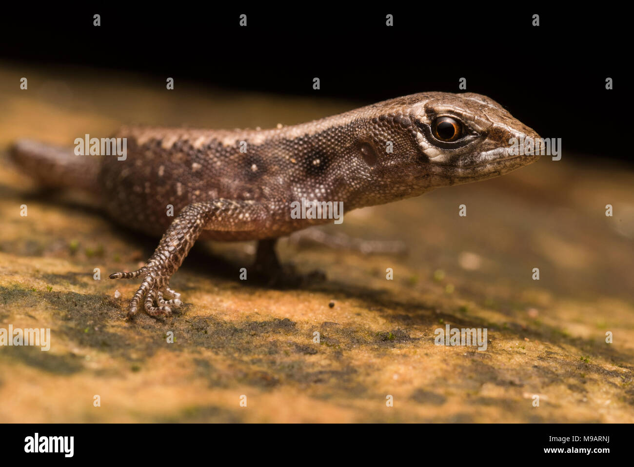 Gran escala (Potamites neusticurus strangulatus) de Perú, esta semi lagarto acuático es secreto y raramente vistos. Este es un menor. Foto de stock