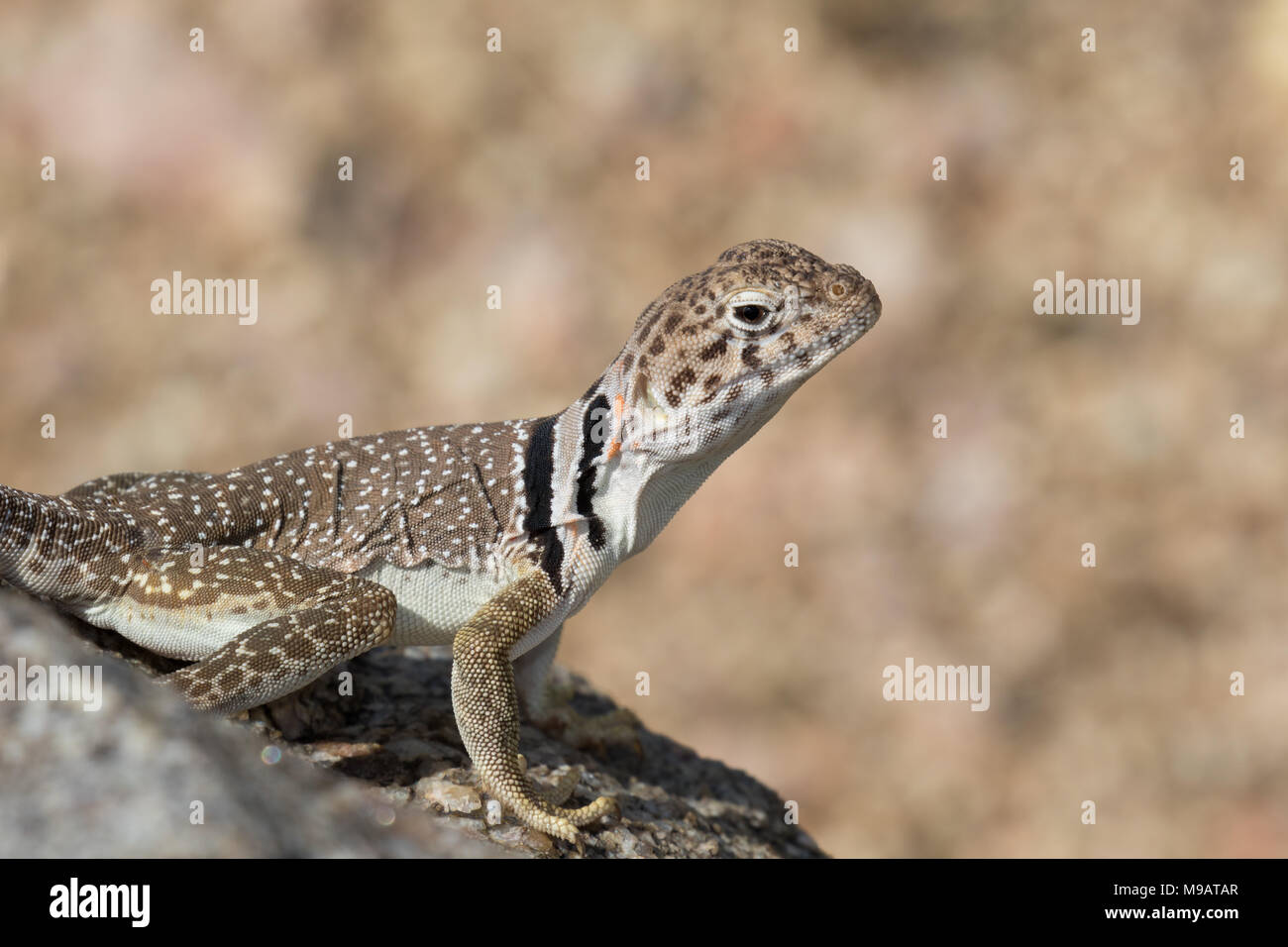 Close-up de un lagarto collared oriental en Nuevo México, EE.UU. Foto de stock