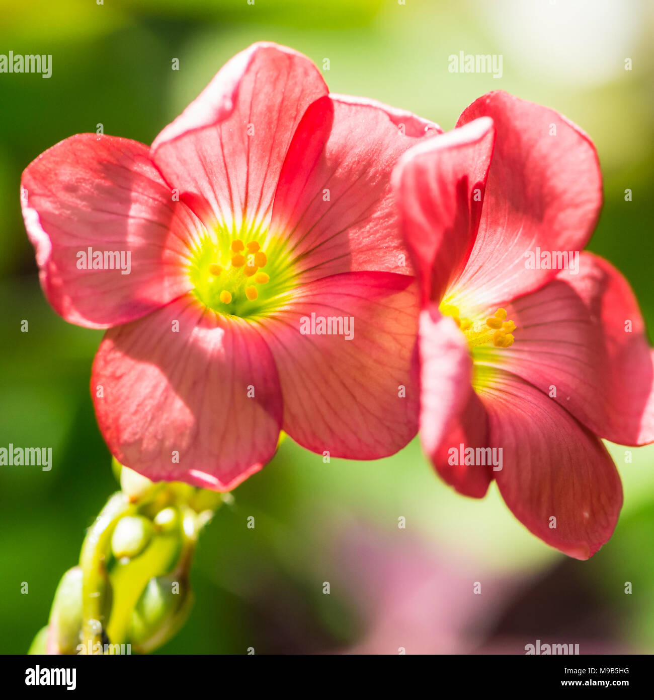 Planta de flor de cruz fotografías e imágenes de alta resolución Alamy