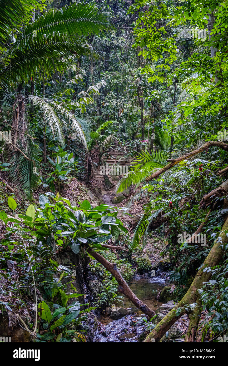 Dentro del bosque de la selva / selva paisaje , Capurgana, Colombia Foto de stock