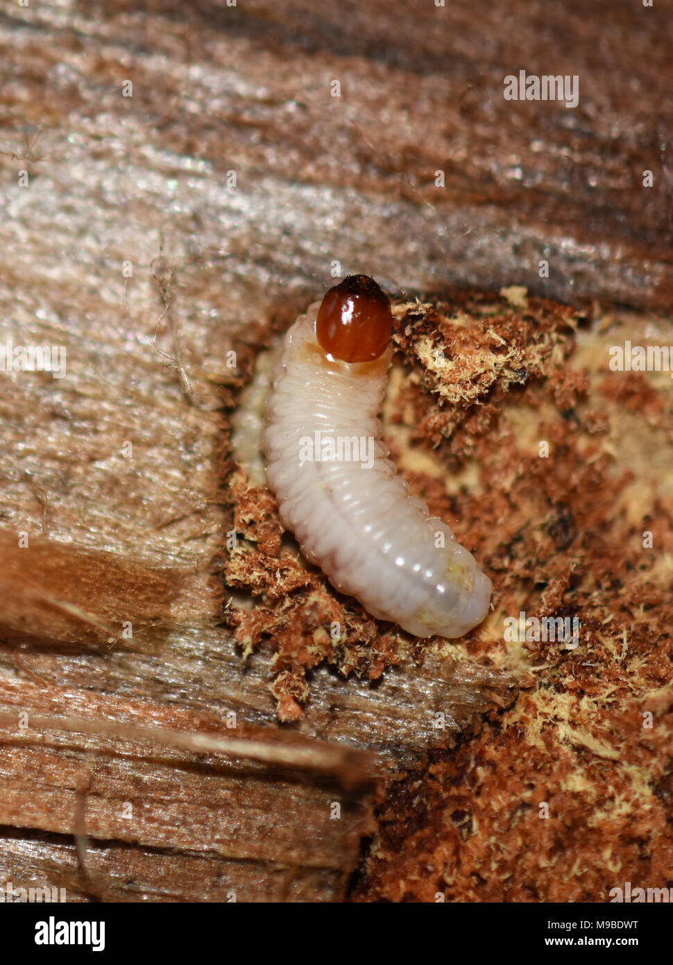 El primer plano de las larvas de escarabajo de Rhagium descompone la  alimentación de la madera podrida Fotografía de stock - Alamy