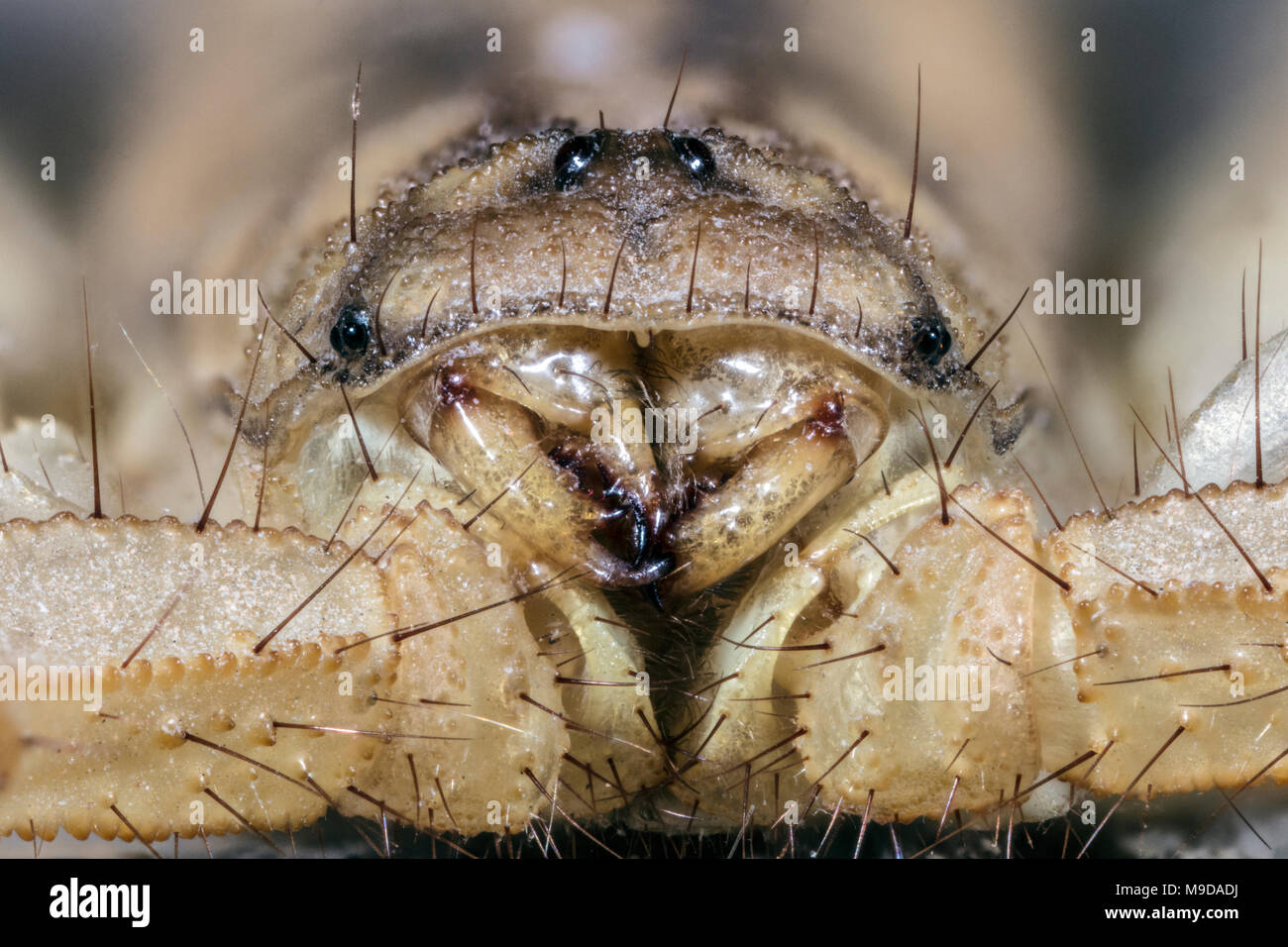 ECU de partes de la boca, también Scorpion Stripe-Tailed, Devil Scorpion, Paravaejovis spinigerus Foto de stock