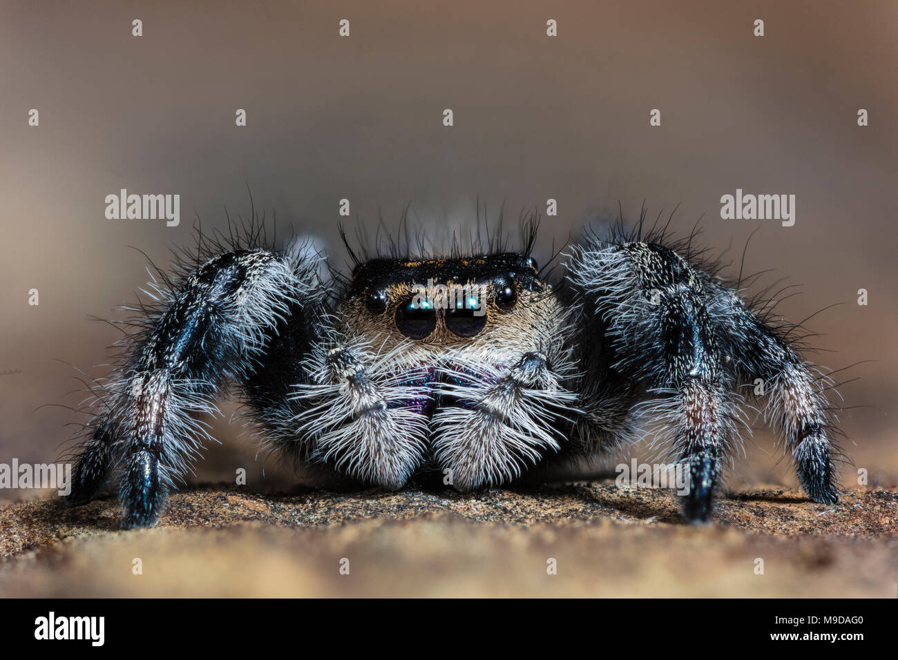 Cierre de un Regal Jumping Spider, Phidippus regius Foto de stock