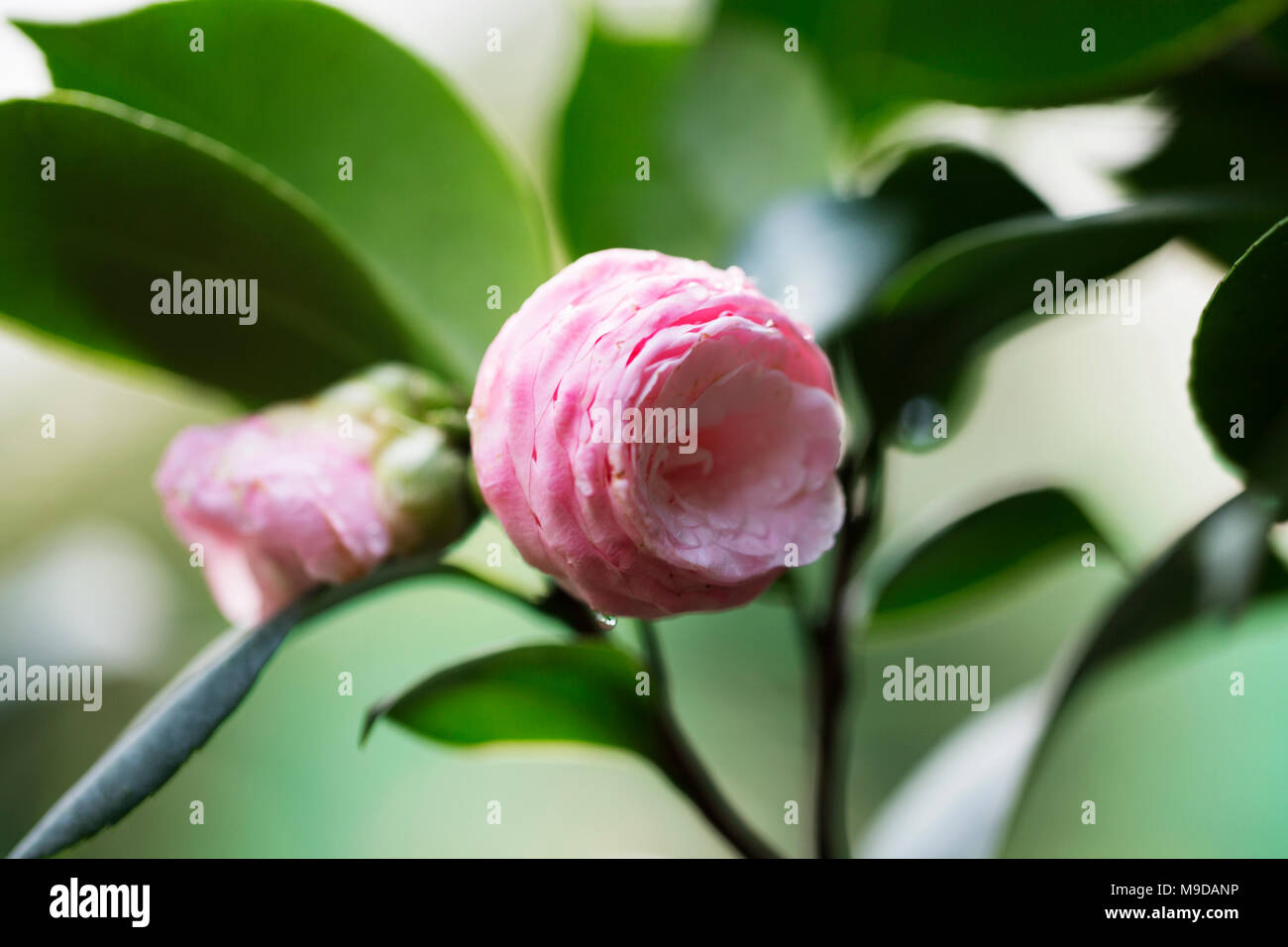 Flor doble y rosa camelia (Camellia japonica) comienza a abrir en plena flor  Fotografía de stock - Alamy