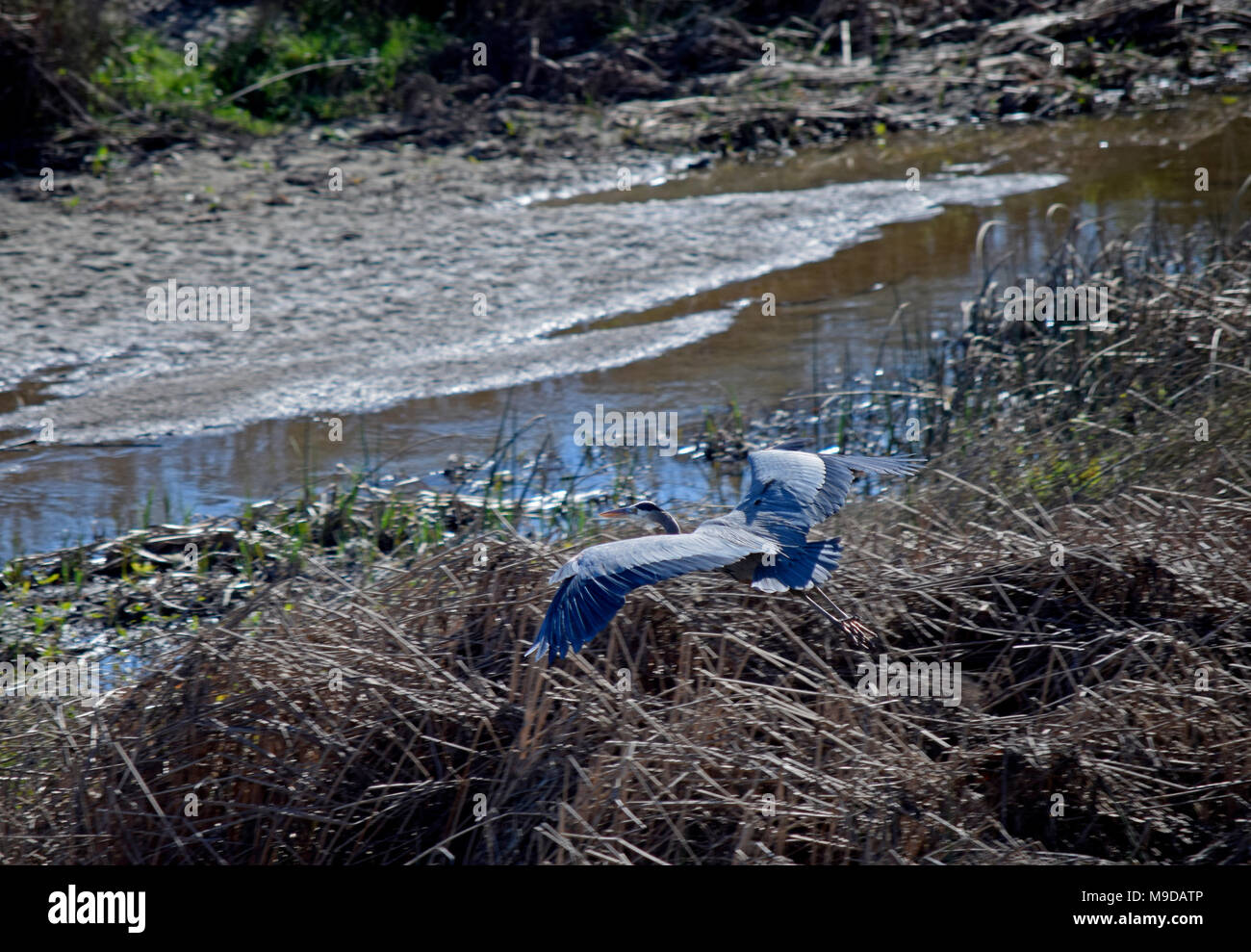 Great Blue Heron,,, Alameda Creek Trail Regional de Union City, CA, EE.UU. Foto de stock
