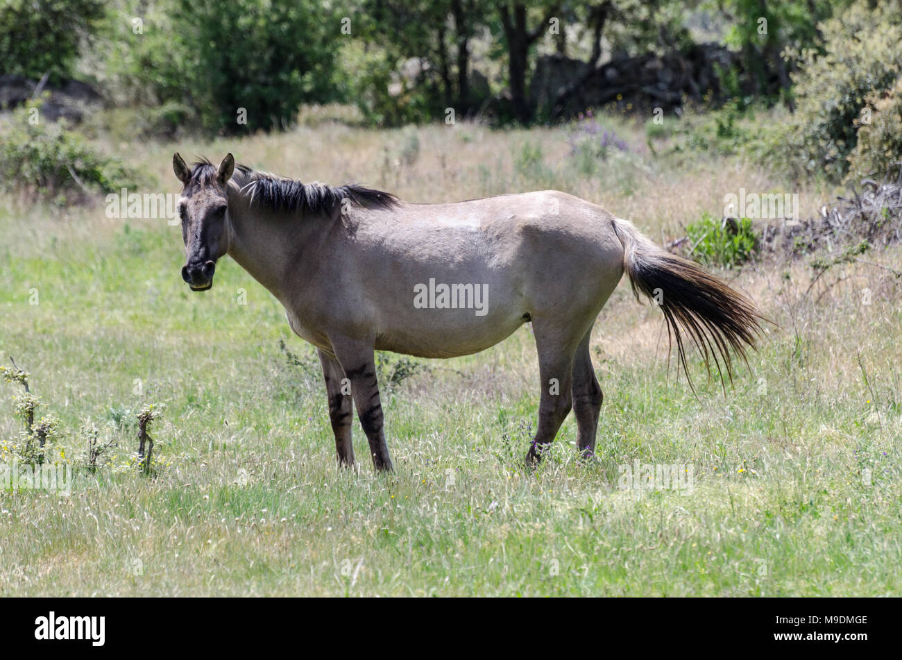 La vida libre de los caballos de Sorraia Faia Brava reserva natural, zona de rewilding Iberia Occidental, Portugal Foto de stock