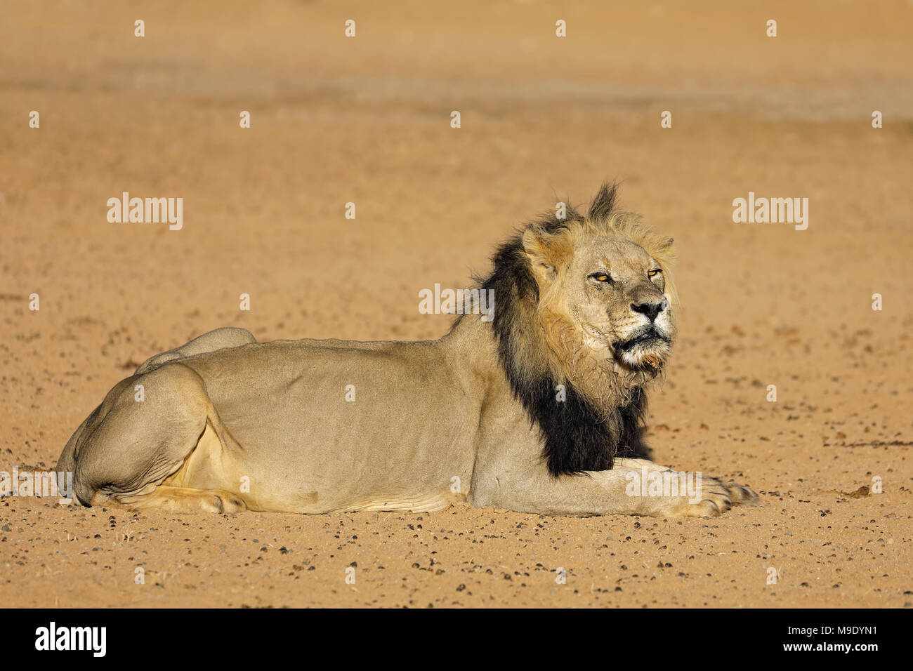 Macho grande león africano (Panthera leo), el desierto de Kalahari, Sudáfrica Foto de stock