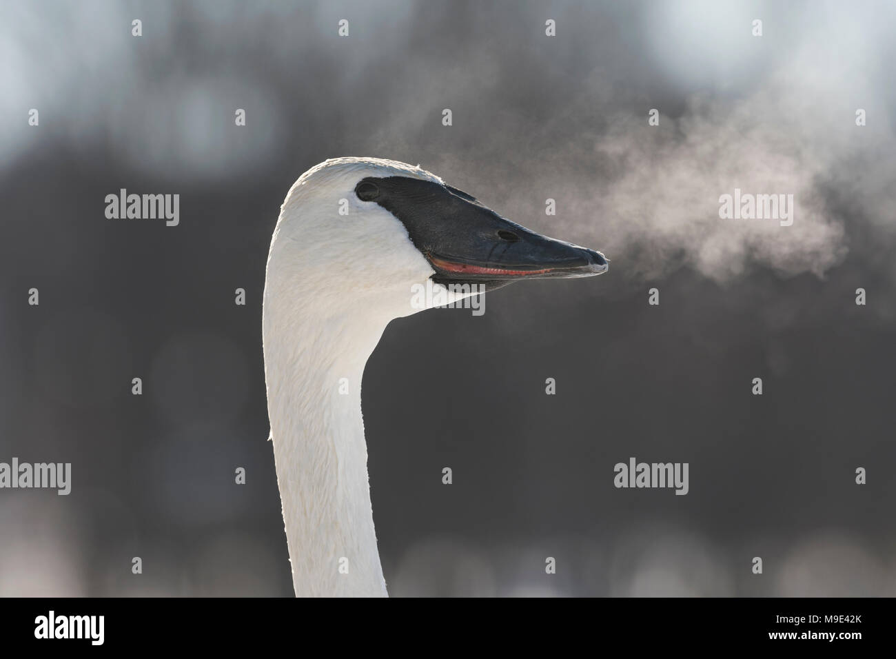 Trumpeter Swan (Cygnus buccinator) exhalando, visible respiración, WI, USA, a principios de enero, por Dominique Braud/Dembinsky Foto Assoc Foto de stock
