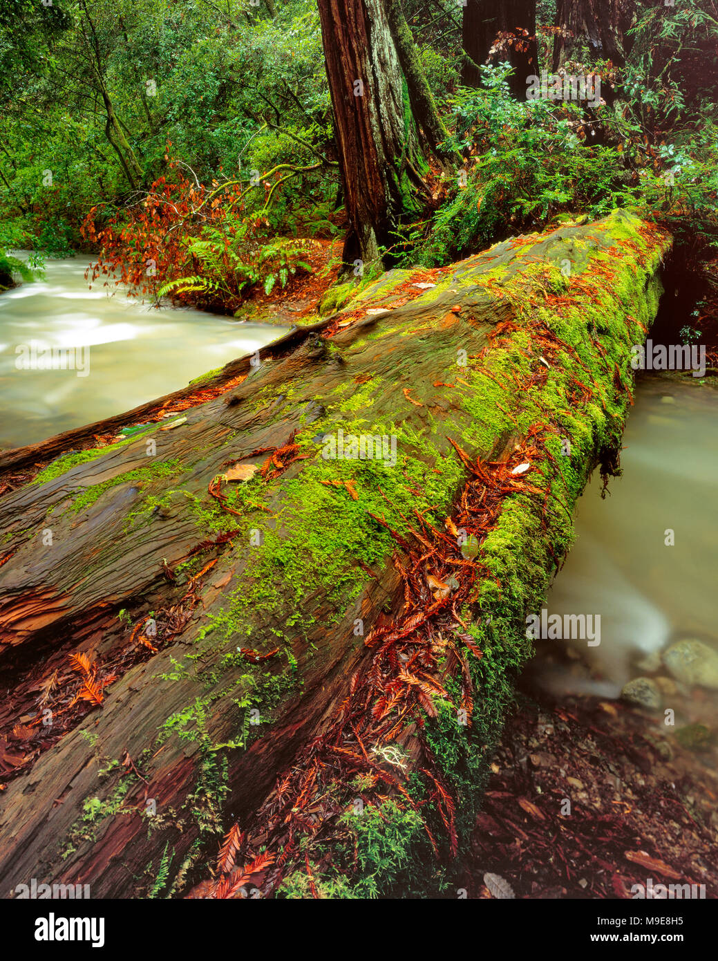 Derribaron una secuoya Sequoia sempervirens, Monumento Nacional Muir Woods, Marin County, California Foto de stock