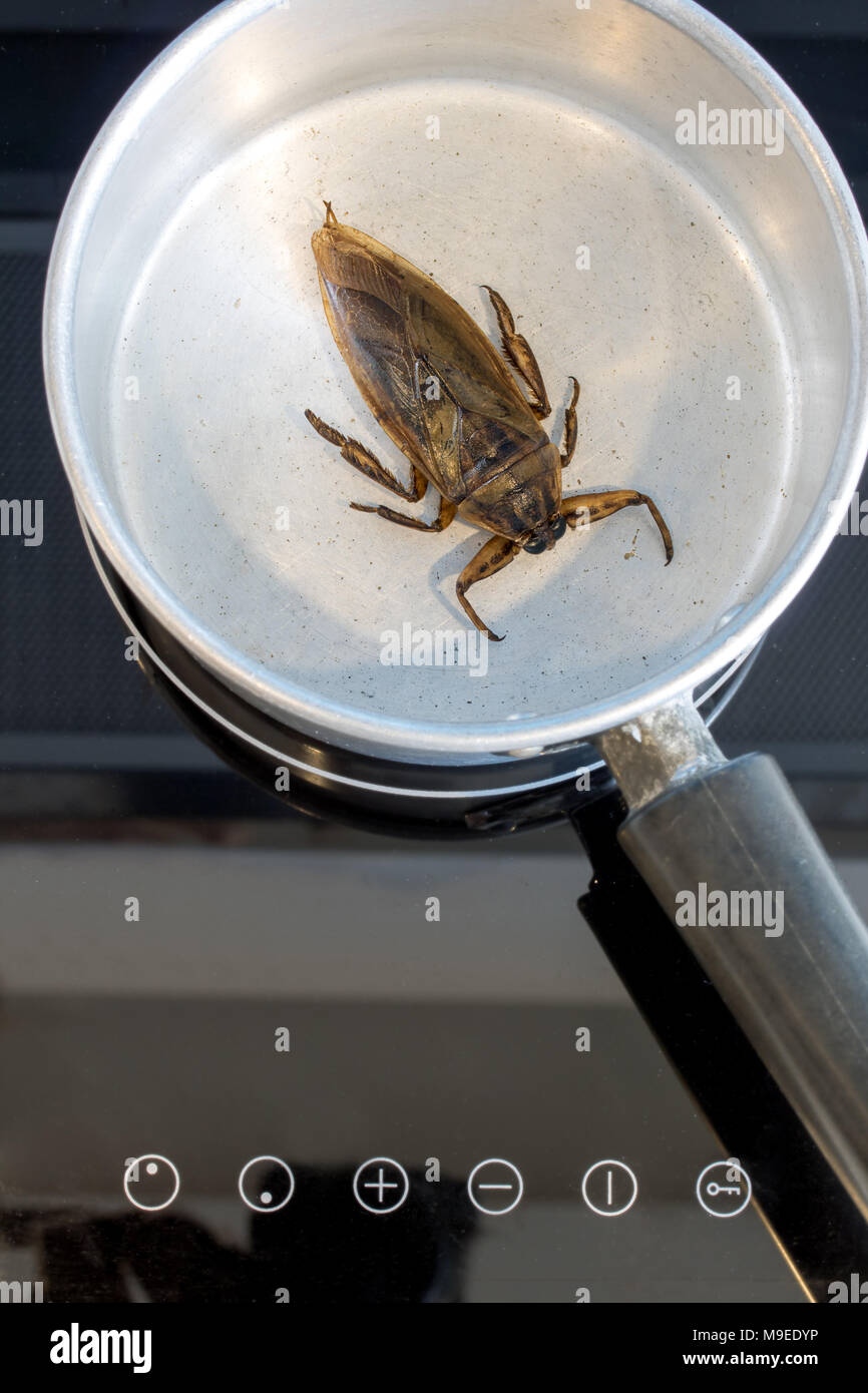 Preparación de insectos comestibles en una encimera. Cucaracha frita en una olla. Foto de stock