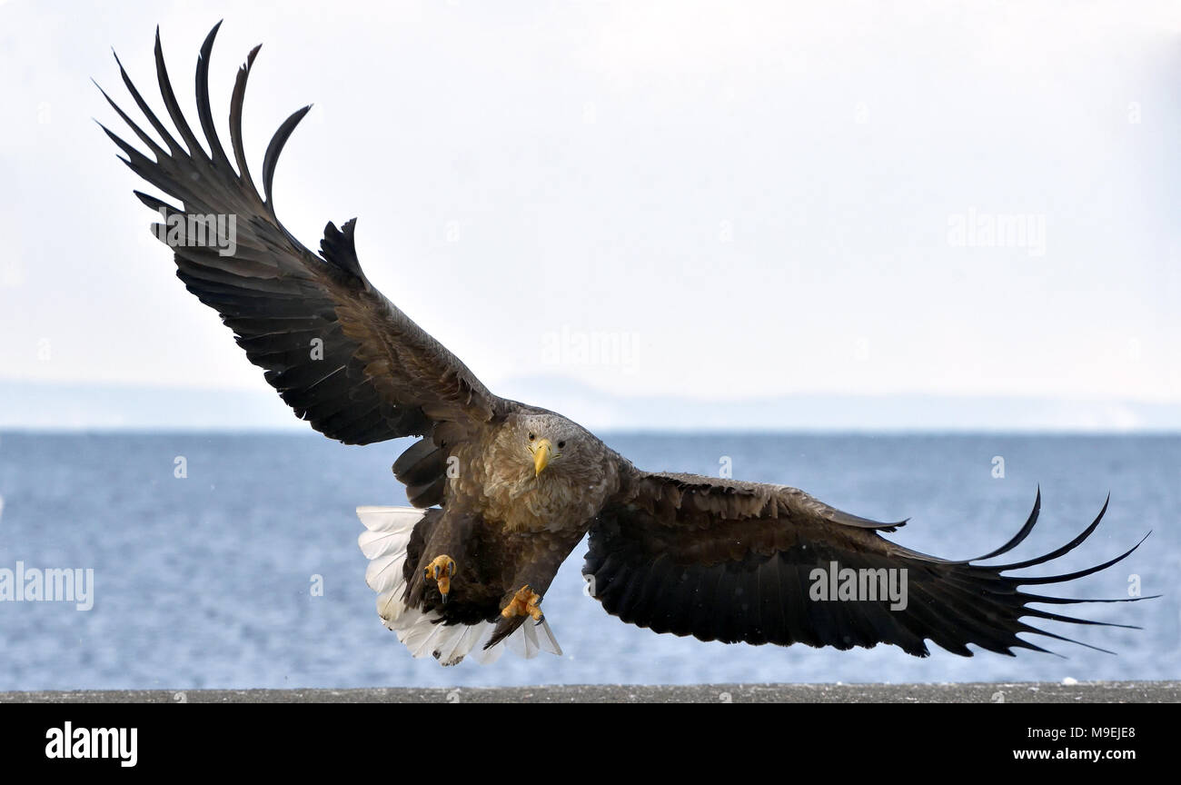 El águila de cola blanca de adultos en vuelo. Nombre científico: Haliaeetus albicilla, también conocido como el ERN, Erne, águila gris, Eurasia y el águila de mar de cola blanca Foto de stock
