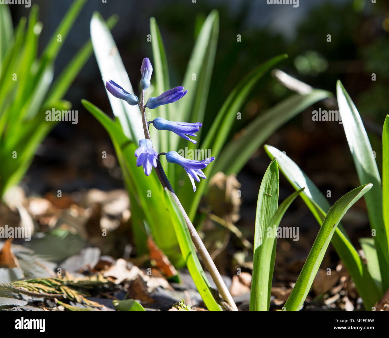 Bluebell común Hyacinthoides non-scripta. Un común bluebell floración en un jardín durante la primavera en el REINO UNIDO Foto de stock