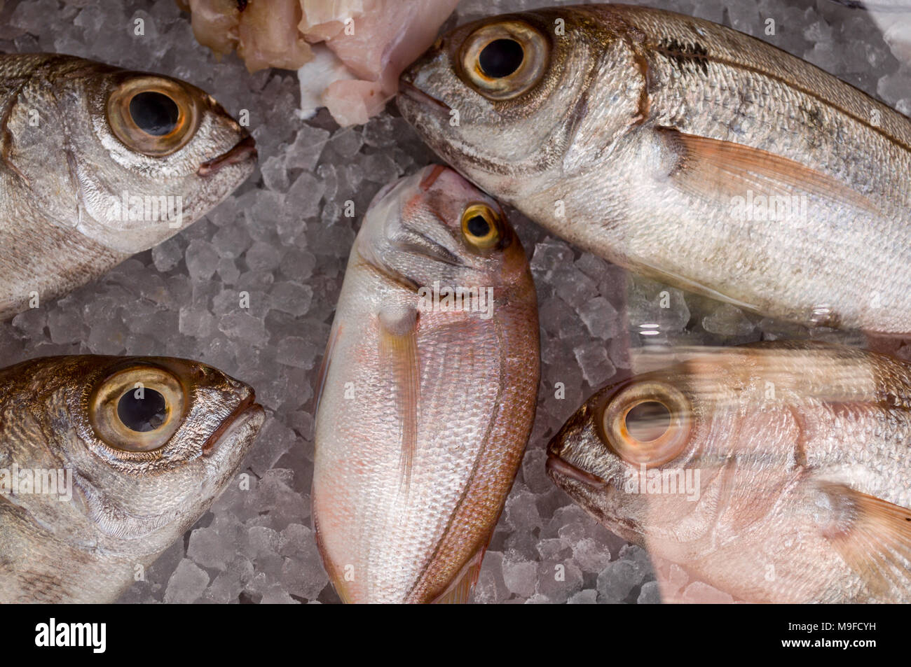 Fish freezer fotografías e imágenes de alta resolución - Alamy