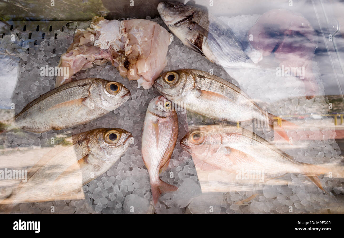 La merluza congelada en el frigorífico de un supermercado Español  Fotografía de stock - Alamy