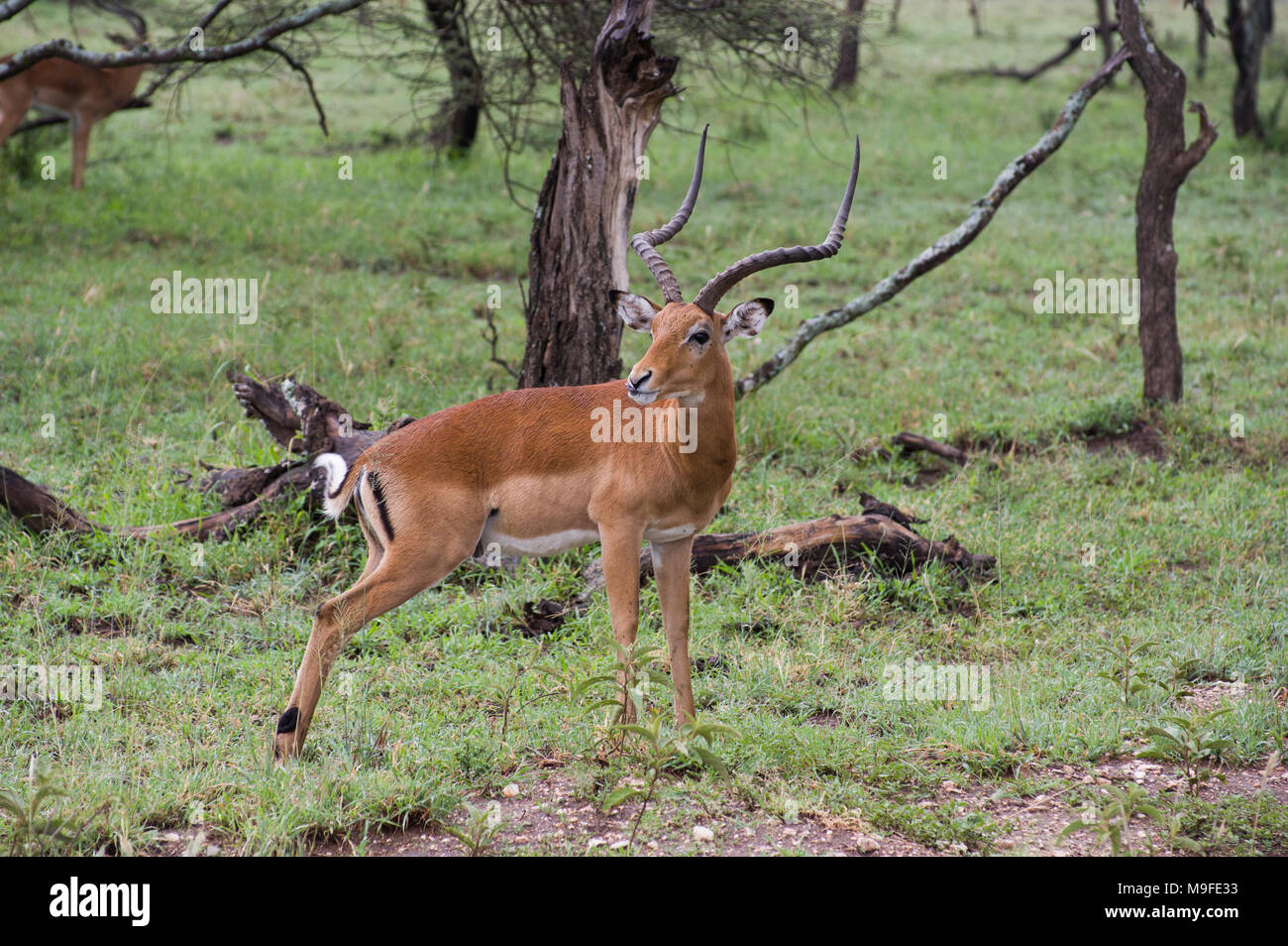 Gacela de Thompson o Gra no gacela en la sabana en el Serengeit, Tanzania, con largos cuernos curvos y árboles en el fondo Foto de stock