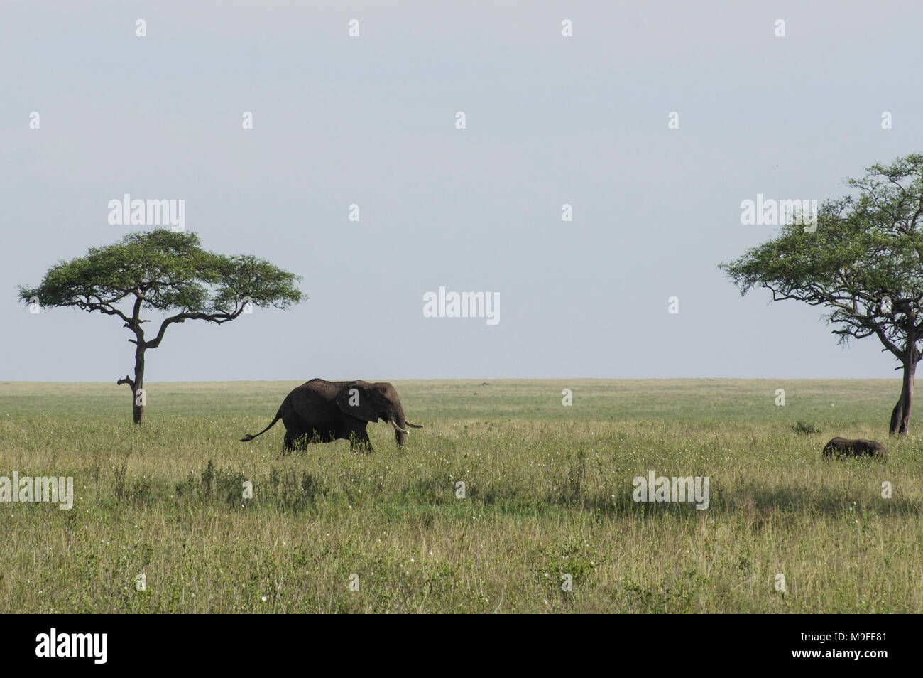 Los elefantes salvajes africanos bajo árboles de acacia en el serengeit national park en el norte de Tanzania, en un día soleado, con cielos azules en la sabana. Foto de stock