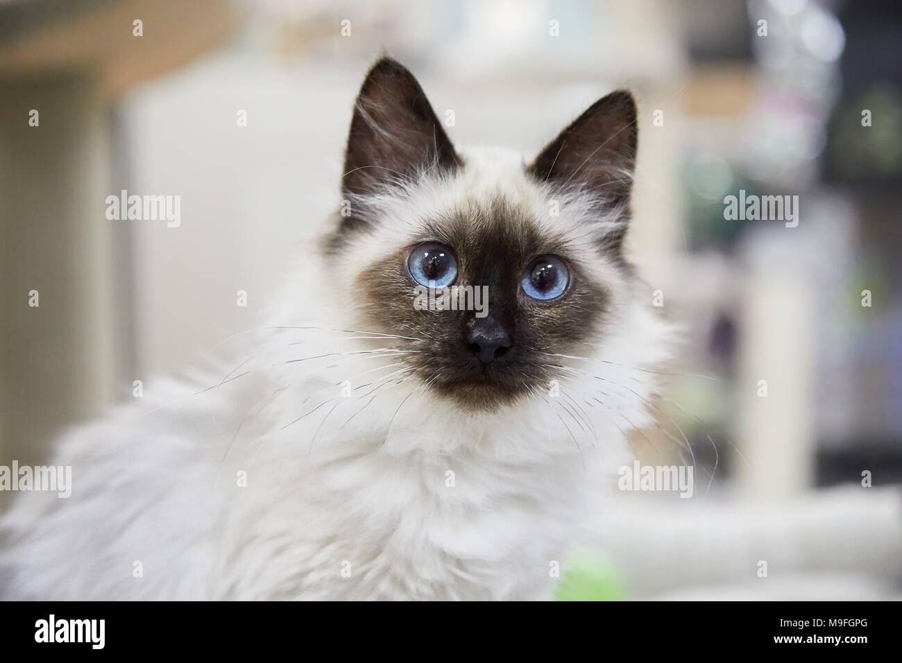 Bastante blancas mullidas gato siamés o punto de estanquidad con ojos azules sentarnos adentro mirando fijamente a la cámara Foto de stock