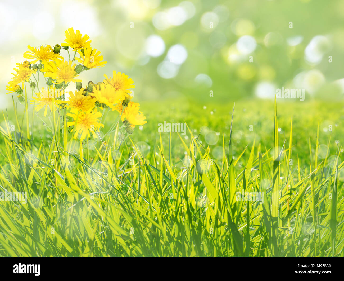 Meadow barba de cabra flores amarillas en el verano fondo borroso Foto de stock