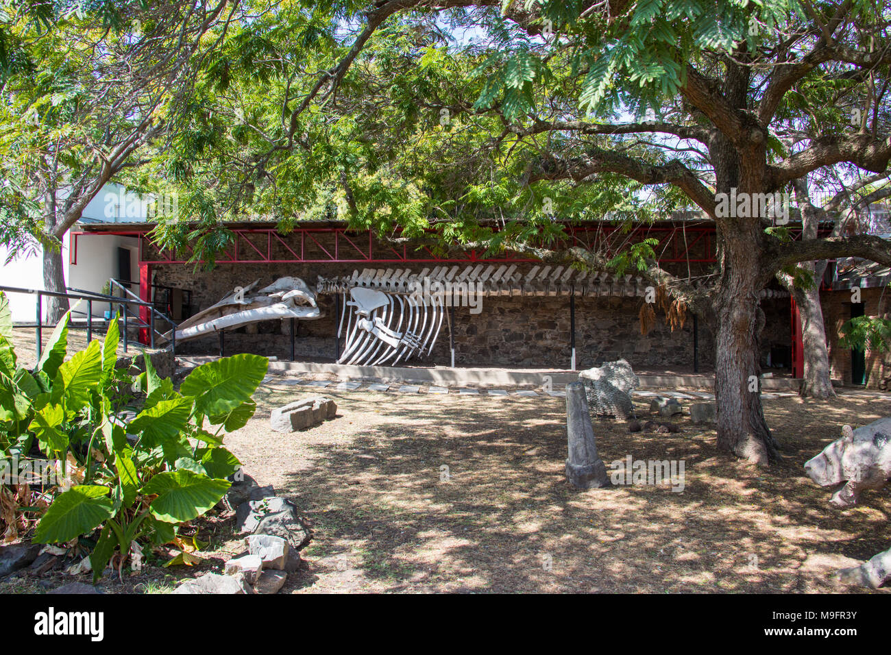 Museo Municipal. esqueleto de ballena azul. El barrio histórico. Colonia del Sacramento. Uruguay Foto de stock