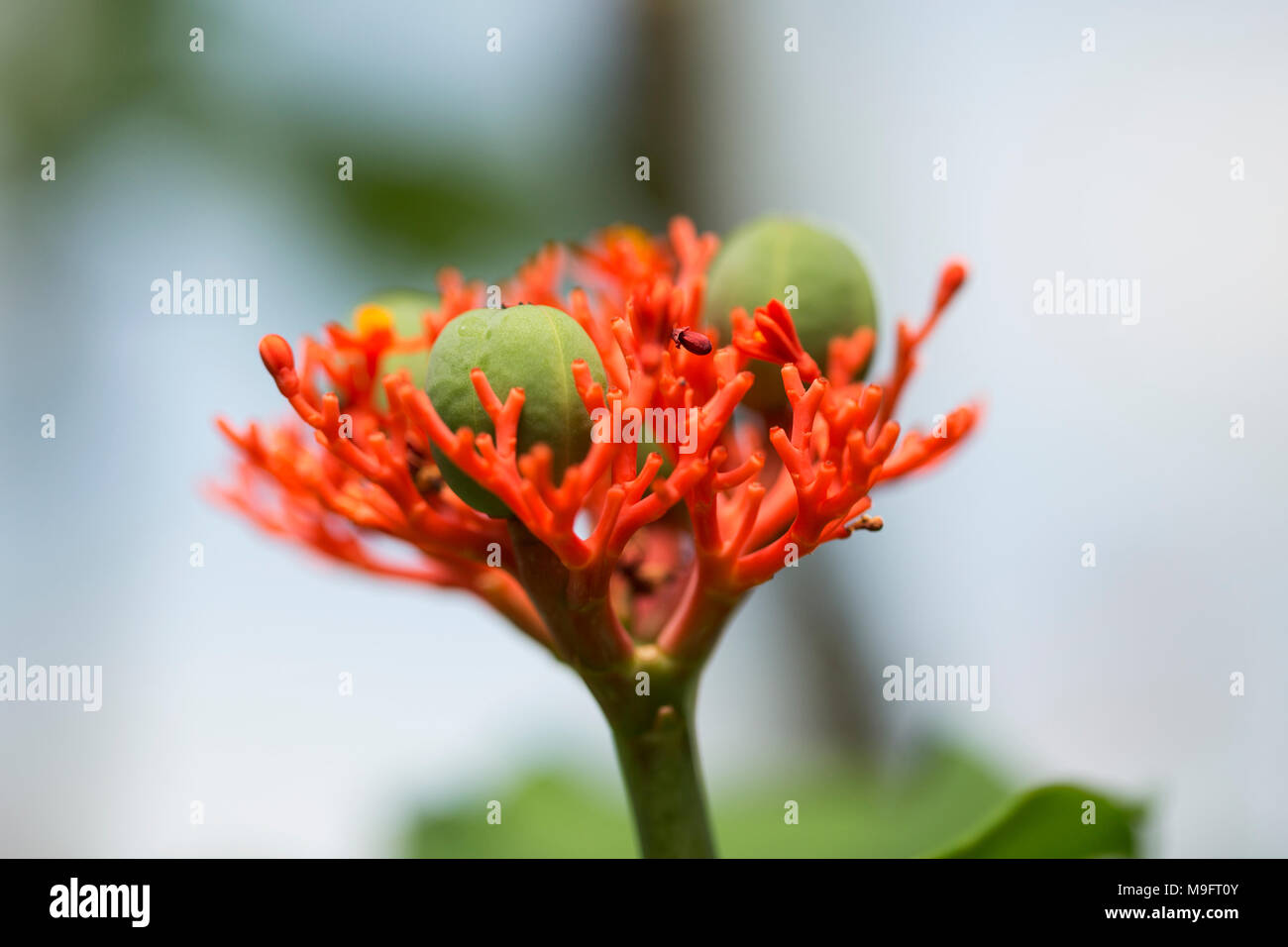 Una foto en primer plano de un Buda panza (planta Jatropha podagrica), también conocido como arbusto bottleplant, gota, purgando la planta-tuerca, ruibarbo y guatemaltecos. Foto de stock