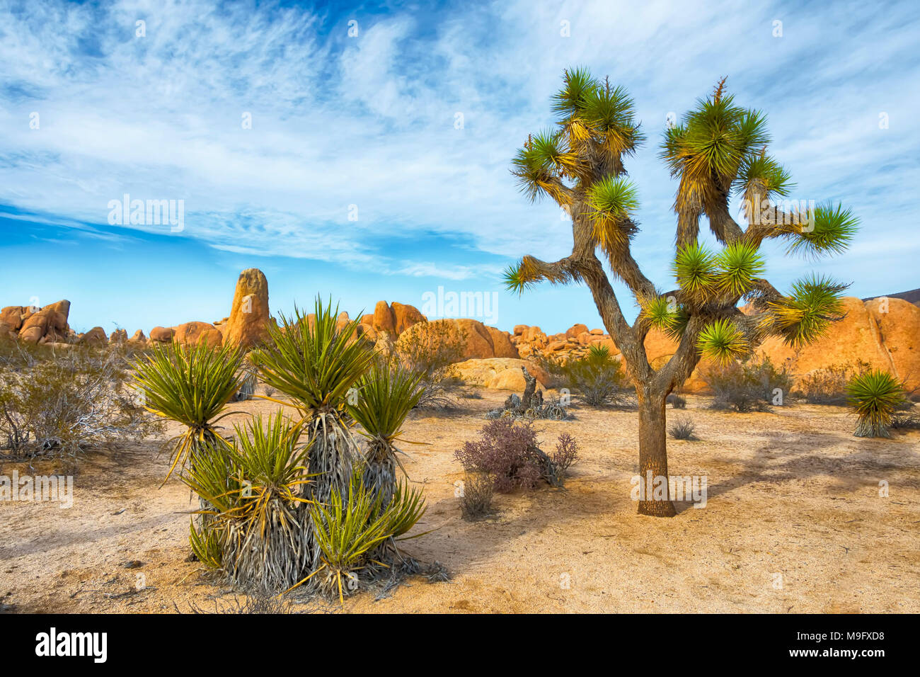 Joshua Tree, Yucca brevifolia, nativa de las zonas áridas del suroeste de los Estados Unidos, la mayoría vive en el desierto de Mojave. La imagen está tomada en Joshua Tree National Foto de stock