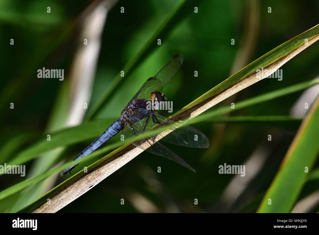 Un australiano, Queensland joven macho negro-dirigido Skimmer Libélula descansando sobre una planta de tallo Foto de stock